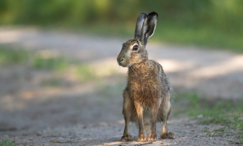 تعطل-حركة-الطيران-في-مطار-ألماني-بسبب-أرنب.-ماذا-حدث؟